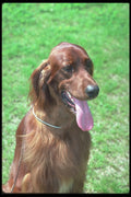 247029 Irish Setter A4 Photo Print