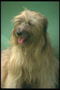 247030 Tibetan Terrier A4 Photo Print