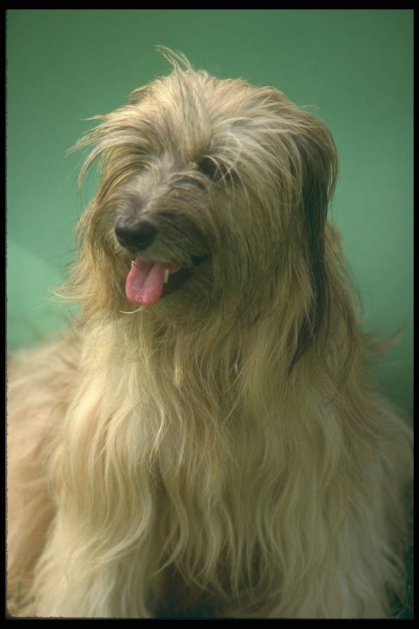 247030 Tibetan Terrier A4 Photo Print