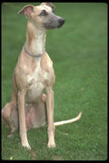 247031 Whippet A4 Photo Print