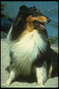 247032 Collie A4 Photo Print
