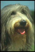 247033 Bearded Collie A4 Photo Print