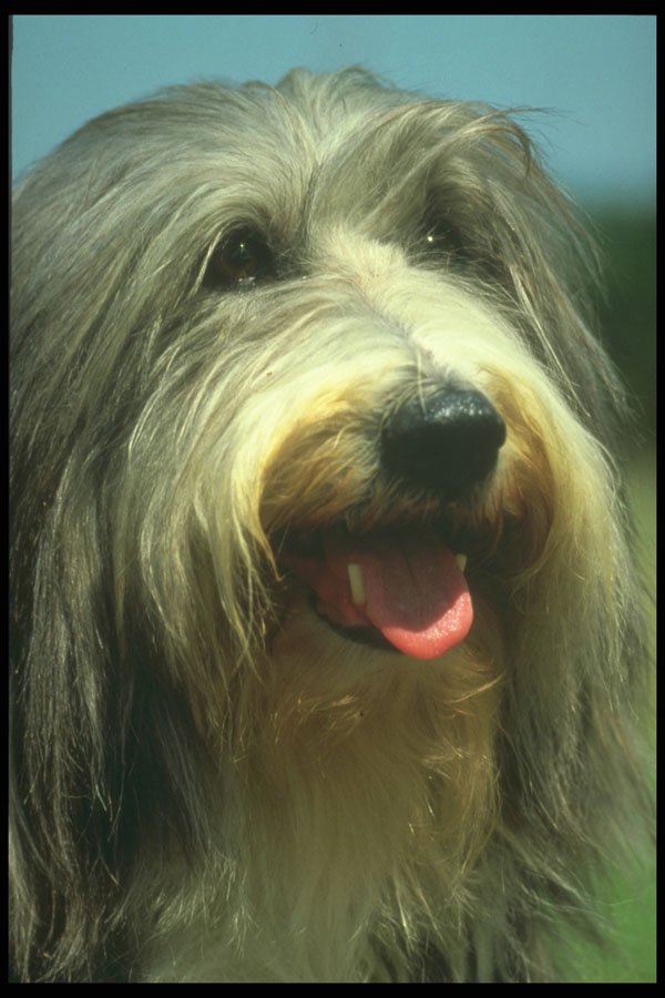 247033 Bearded Collie A4 Photo Print