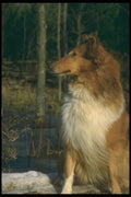 247034 Collie, Woodland A4 Photo Print