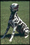 247035 Dalmatian A4 Photo Print