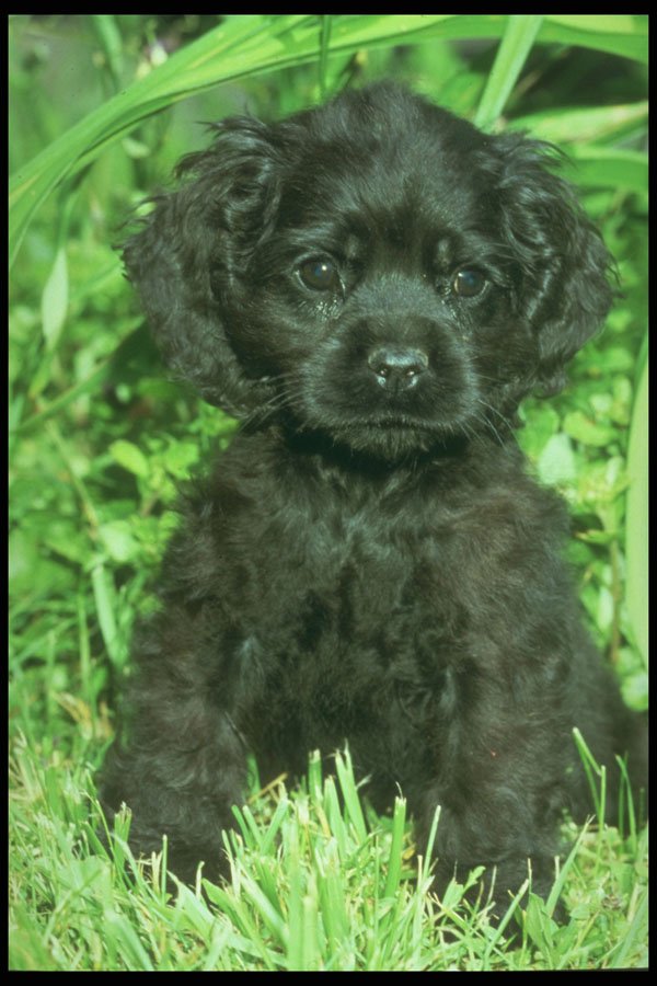 247036 American Cocker Spaniel A4 Photo Print