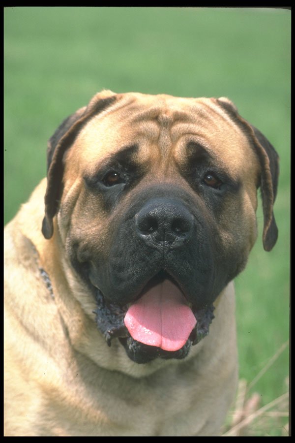 247037 Mastiff A4 Photo Print