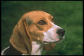 247039 Beagle A4 Photo Print