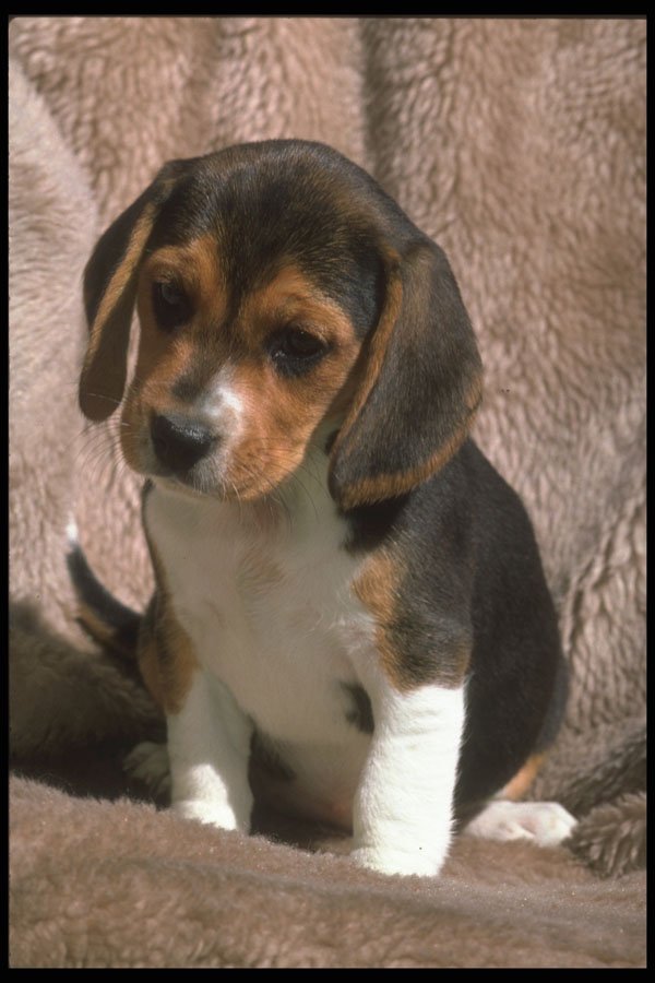 247040 Beagle Pup A4 Photo Print