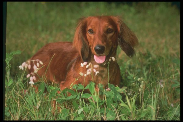 247041 Dachshund A4 Photo Print