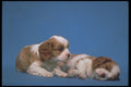 247042 King Charles Spaniel Pups A4 Photo Print
