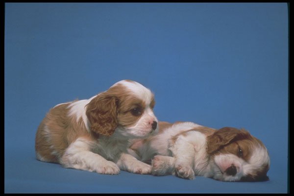 247042 King Charles Spaniel Pups A4 Photo Print