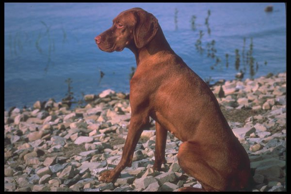 247043 Vizsla A4 Photo Print