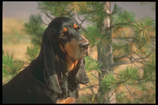 247045 Coon Hound A4 Photo Print