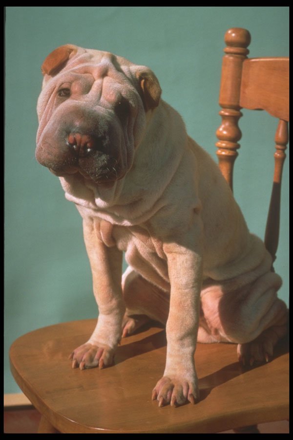 247047 Shar Pei On Chair A4 Photo Print