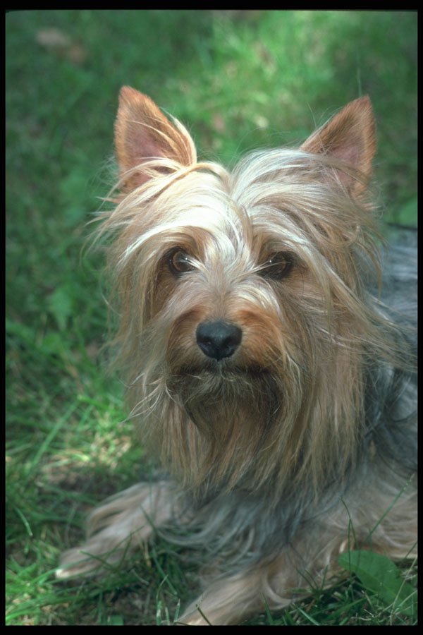 247048 Silky Toy Terrier A4 Photo Print