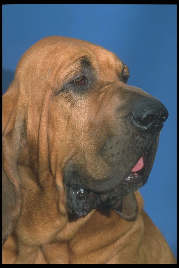 247049 Bloodhound A4 Photo Print
