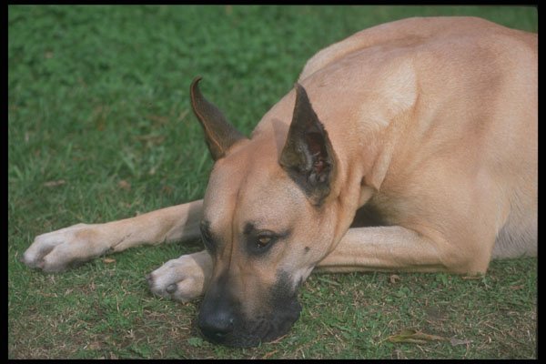 247050 Great Dane Resting A4 Photo Print
