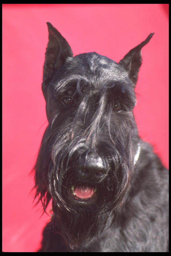 247051 Giant Schnauzer A4 Photo Print