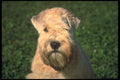 247052 Soft coated Wheaten Terrier A4 Photo Print