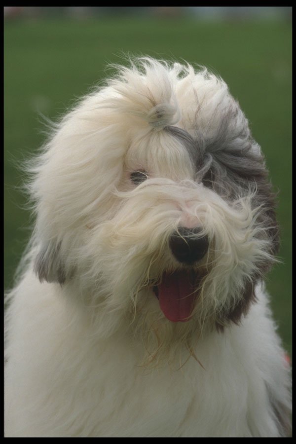 247053 Old English Sheepdog A4 Photo Print