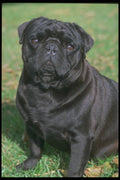 247054 Black Pug A4 Photo Print