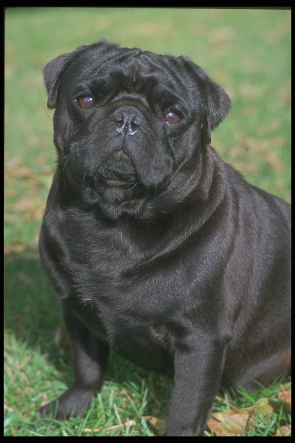247054 Black Pug A4 Photo Print
