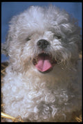 247055 Poodle Peke Mix A4 Photo Print