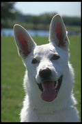 247057 White German Shepherd A4 Photo Print