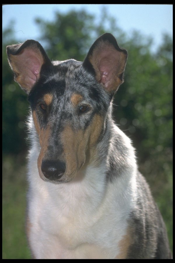247058 Smooth Collie A4 Photo Print