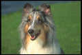 247059 Blue Merle Shetland Sheep Dog A4 Photo Print