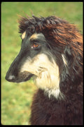 247060 Afghan Hound A4 Photo Print