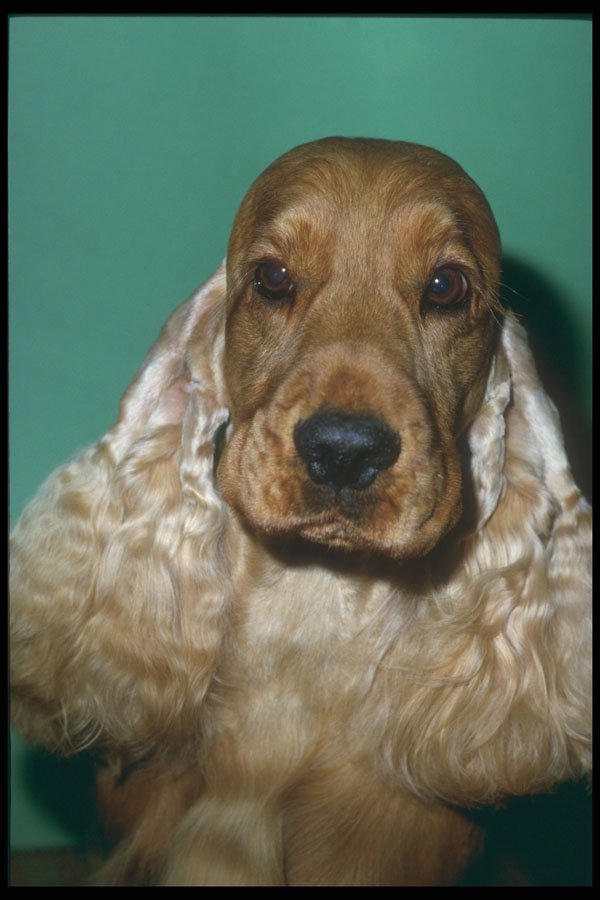 247061 American Cocker Spaniel A4 Photo Print