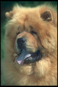 247062 Red Chow A4 Photo Print