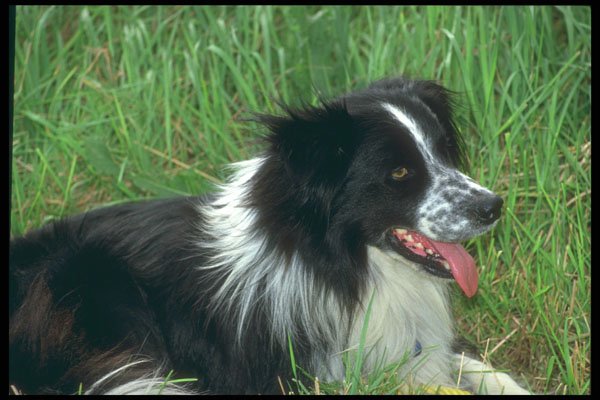 247063 Border Collie In Grass A4 Photo Print