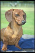 247064 Minature Smooth Dachshund A4 Photo Print
