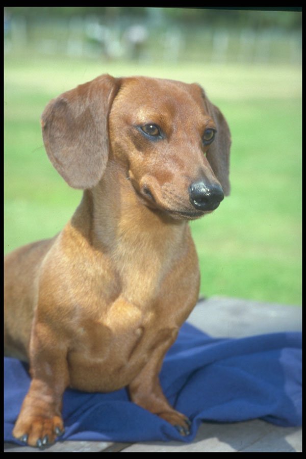 247064 Minature Smooth Dachshund A4 Photo Print