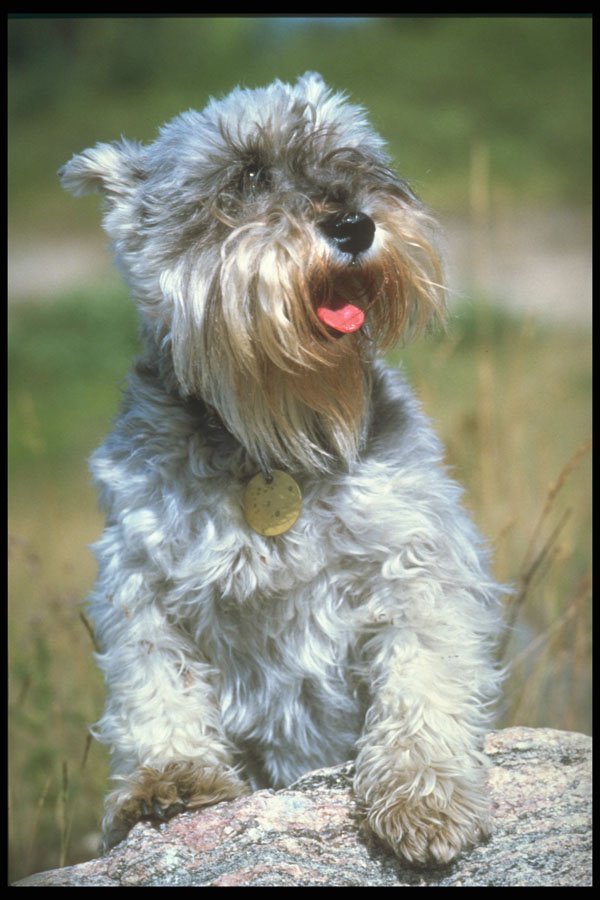 247065 Olga, Schnauzer A4 Photo Print