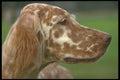 247066 English Setter A4 Photo Print