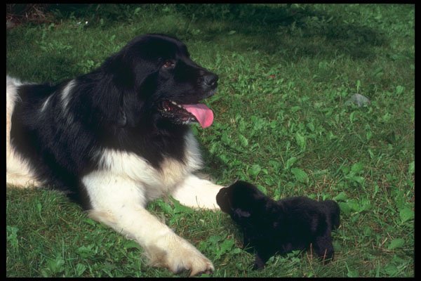 247067 St. Bernard And Pup A4 Photo Print