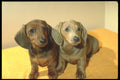 247068 Two Dachshund Pups A4 Photo Print