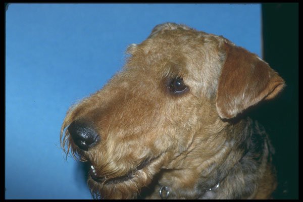 247069 Irish Terrier A4 Photo Print