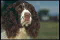 247070 Springer Spaniel A4 Photo Print