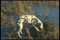 247071 Dalmatian A4 Photo Print