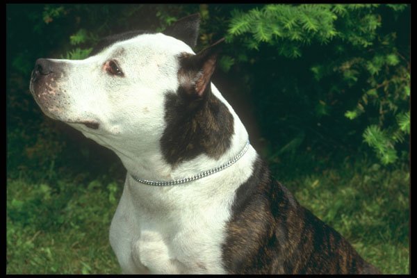 247072 American Staffordshire Terrier A4 Photo Print