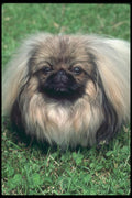 247073 Pekinese A4 Photo Print
