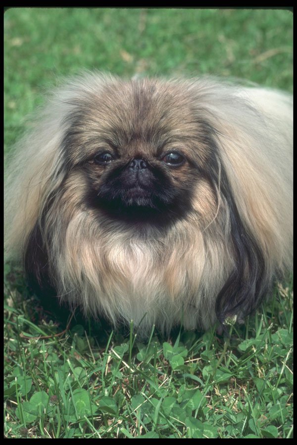 247073 Pekinese A4 Photo Print