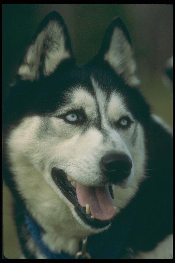 247074 Alaskan Malamute A4 Photo Print