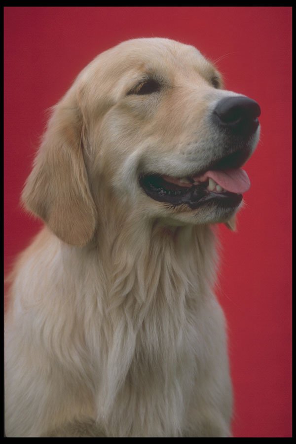 247075 Golden Retriever A4 Photo Print