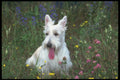 247076 Trillium, Scottish Terrier (white) A4 Photo Print